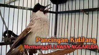 Suara Burung Kutilang Gacor Menekan Lawan NGGARUDA, Pancingan pikat Kutilang ribut & Kutilang DIAM