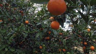 Citrus Trees in Zone 8B