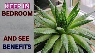 Best Bedroom Plants | Is It Healthy to Keep Plants In The Bedroom?