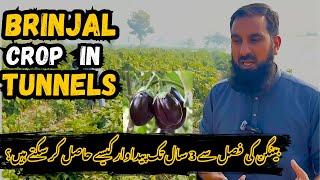 Brinjal Crop in Tunnels | 3 Saal Tak Paidawar Kaise Le? | بینگن کی فصل سے 3 سال پیداوار ممکن ہے؟