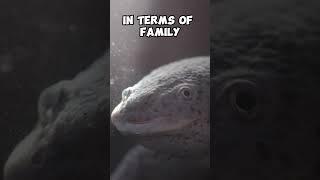 Axolotls have a carnivorous diet