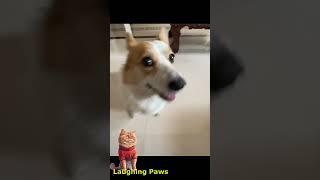 Animal Antics: Hilarious Moments and Cuteness Overload with Laughing Paws