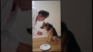 Dog Taste Test | Mackey the Shepsky