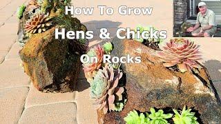 Hens & Chicks - On The ROCKS! // Novel Idea For these Hardy, Drought Tolerant, Easy to Grow Plants