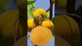 cotton fruits #trend #short #fruits