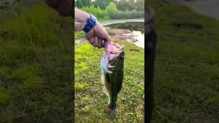 #ayofishing #fishingwithnorm #googanbaits #googansquad #lfg #lfg #yakpak #danglinwithdev