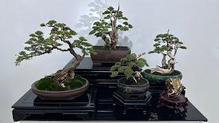 Bonsai Cucur Atap | Baeckea Frutescens Bonsai #bonsaiindonesia #bonsaivietnam #bonsaitree