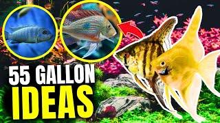 Here's The BEST Fish For 55 Gallon Tanks...