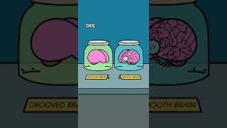 SMOOTH BRAIN/GROOVED BRAIN 