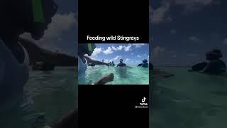 Feed wild Stingrays