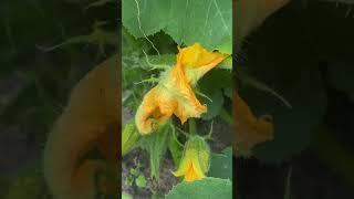 Very healthy organic plants  #food #shorts (1)