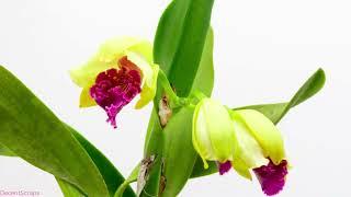 Orchid Blooming | time lapse | Amazing Nature