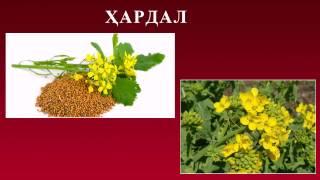 Канзи Шифо  -  Тугмачагул, Ғофат, Ҳардал