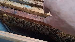  Как развивается слабенький отводок,который перезимовал в фанерном улье ?!