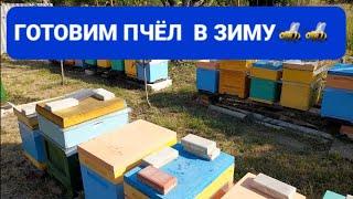 ГОТОВИМ ПЧЁЛ В ЗИМУ. ЗАКОРМ. КЛЕЩ 2.09.23#пчеловодство #пчелы #пасека #пасека