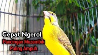 Burung Mozambik Gacor Suara Nembak Full Speed