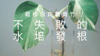 不失敗水培龜背竹｜白斑龜背竹｜配合礦石會加強效果？！