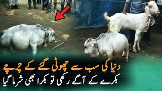 World Smallest Cow | Bakra Eid | Bara Eid 2021 | Bakra Eid Cow 2021