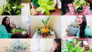 Indoor plants /House plants ಬಗ್ಗೆ ಈ ಎಲ್ಲ ವಿಷಯಗಳು ನಿಮಗೆ ತಿಳಿದಿದೆಯೇ?/ Indoor plants tips