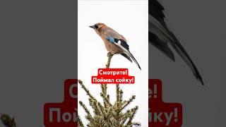 Выследил сойку на объектив ttartisan 500mm f6.3 #сойка #птицы #фотоохота #охота #ttartisan