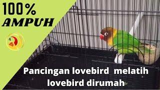 Pancingan lovebird ngekek ngetik panjang cocok untuk melatih lovebird dirumah