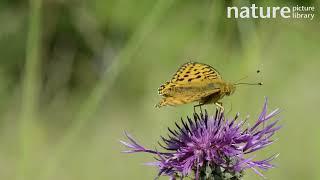 Close-up of a Dark green fritillary nectaring on a Greater knapweed flower and flying off, Wiltshire