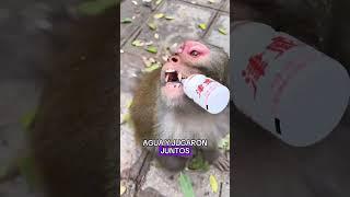 the monkey helped me and we became good friends in the end#animals #Friendship #Us