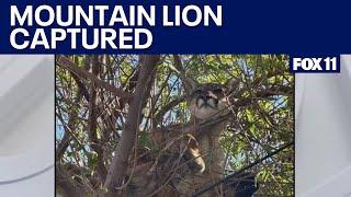 Mountain lion chased up tree by tiny dog in Tustin