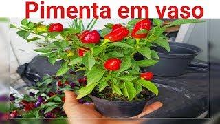 Como plantar pimenta em vaso (incio meio fim)