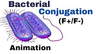 Bacterial Conjugation animation | Conjugation in bacteria | F plasmid conjugation mechanism