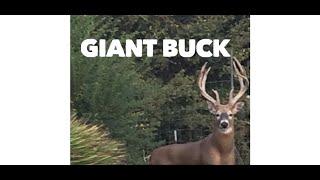 Illinois giant whitetail buck. Deer hunting