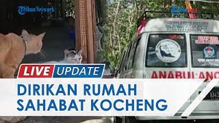 Wujudkan Permintaan Mendiang sang Istri, Cowboy Kucing Dirikan Rumah Sahabat Kocheng di Kulon Progo