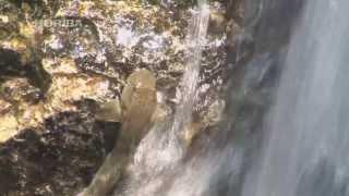 rock-climbing goby