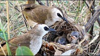 The Baby Bird Was Attacked By Black Ants | Bird Parents Attack Ants To Save Their Children