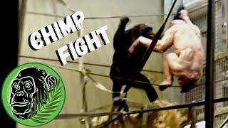 Epic Battle: Jambo The Bald Chimpanzee's Massive Fight!