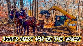 Mule colt’s FIRST time around a skid steer!!!!..#170