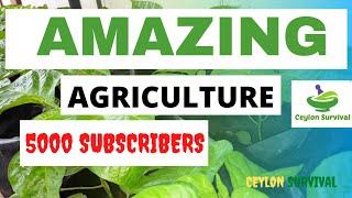 Amazing agriculture in the world/Ceylon Survival