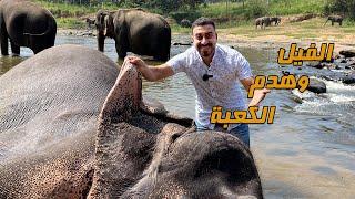 االفيل وهدم الكعبة وأبرهة الحبشي وتجربة جديدة في سريلانكا