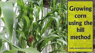 Gardening Tips: Growing Corn in Hills (Ep 12)