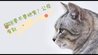 猫咪要不要绝育？公母有别