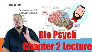 Biological Psychology Chapter 2 Lecture