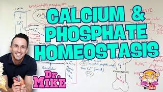 Calcium and Phosphate Homeostasis | Parathyroid & Vitamin D