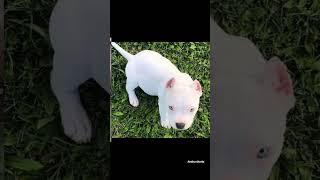 Pitbull dog lovers status  video || Pitbull dog WhatsApp status  || status