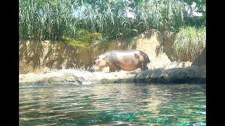 4K: Exploring Cincinnati's Zoo and Botanical Gardens + Fiona the Hippo