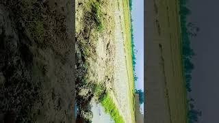 My village homes #youtubeshorts #shortvideo #smallvideo #simplevideo