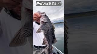 Black Rockfish? Vertical Jigging @ South Puget Sound. Bottom Fishing Crippled Herring$