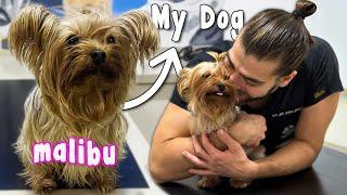 AKIL KÜPÜ BİR KÖPEK! ( Kendi Köpeğim Malibu'nun Aşı Günü! )