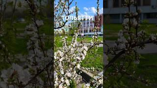Тольятти. Обувная итальянская фабрика вся в цвету #tlt #тлт #природа #love #тольяттиновости #tour