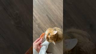Just a seafood girl  #pets #cat #food #trending #viralvideo #fyp #shorts #reels