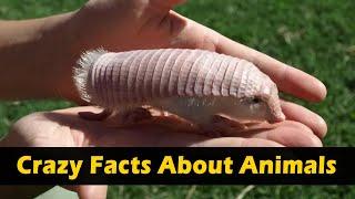 Crazy Facts About Animals  | Amazing Facts | Random Facts | Mind Blowing Facts in Hindi #Shorts